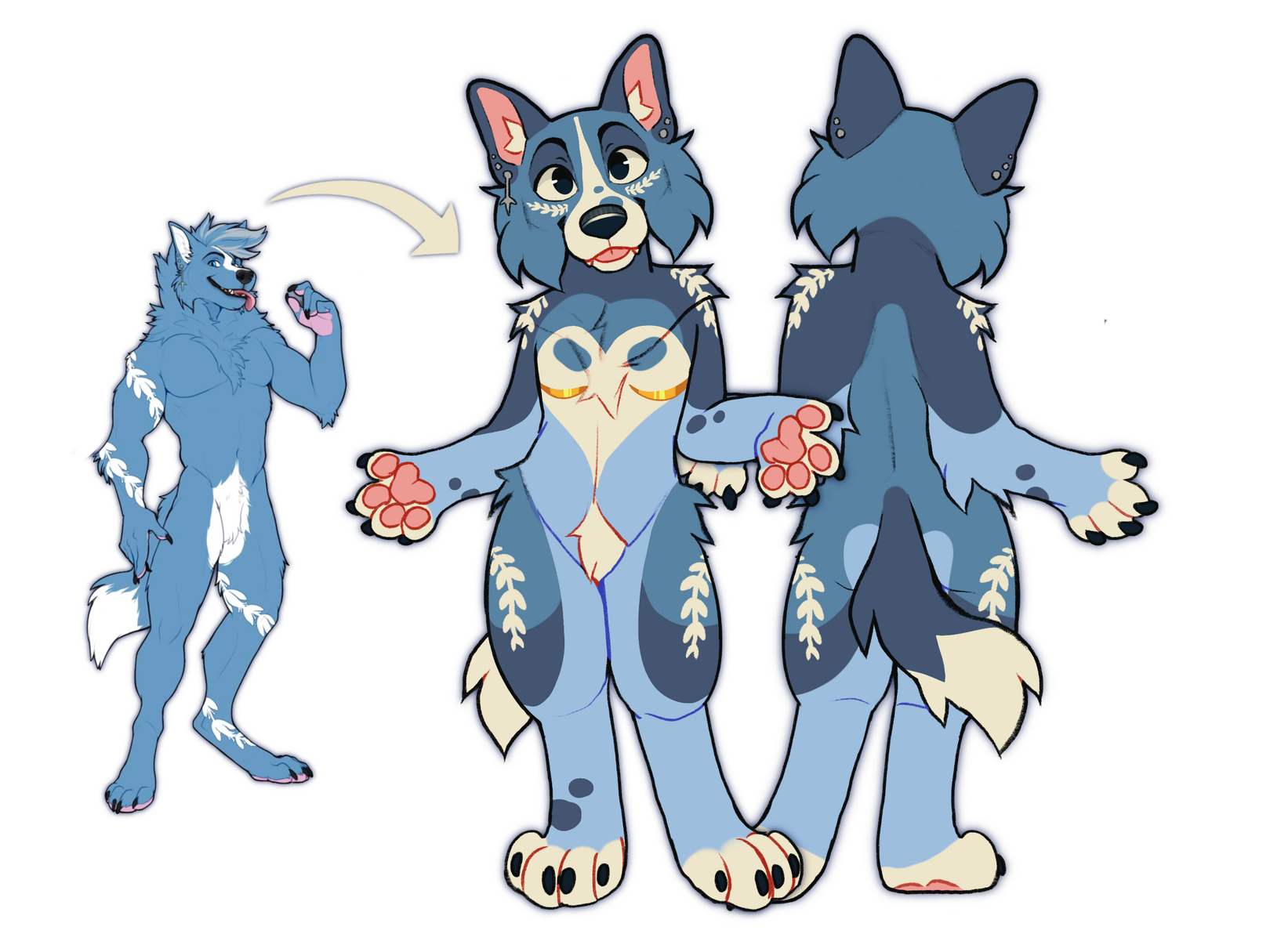 jackson the border collie x wolf